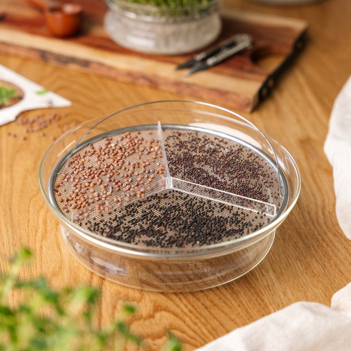 Microgreenbox mit großer Keimschale - 5 Tüten Biosamen