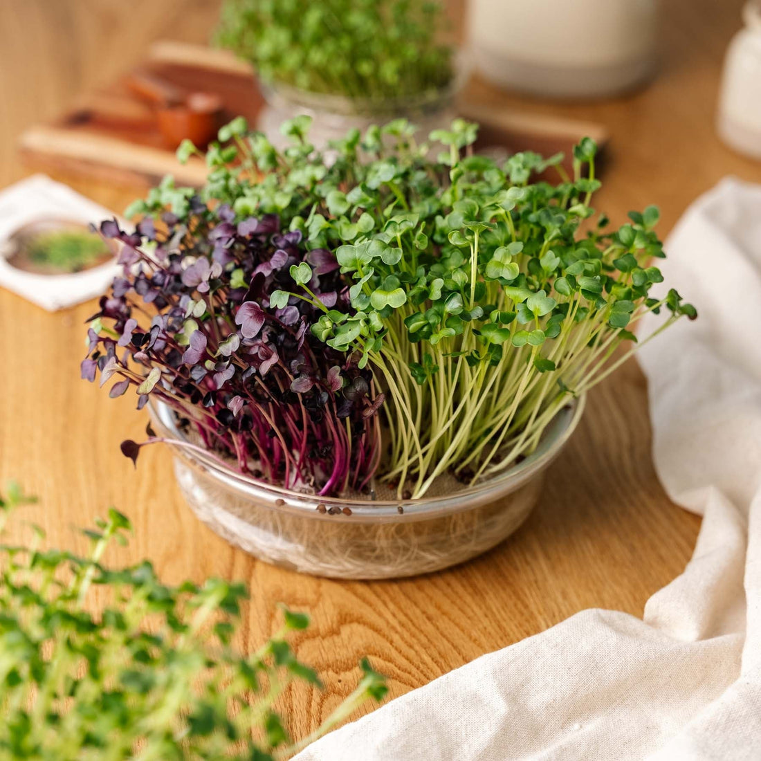 Microgreenbox mit großer Keimschale - 5 Tüten Biosamen