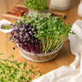 Microgreenbox mit großer Keimschale - 5 Tüten Biosamen