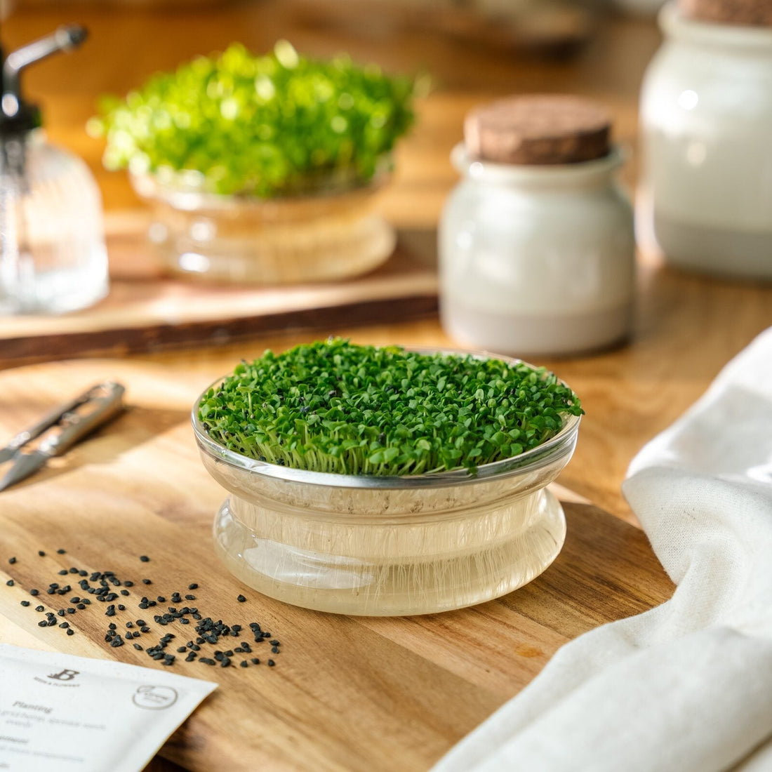 Microgreens Samen 'Basilikum' - 10000 Biosamen