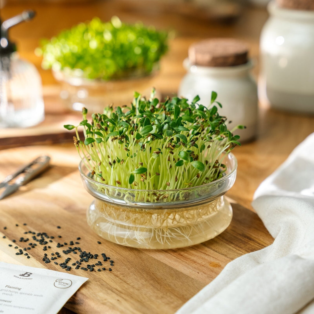 Microgreens Samen 'Bockshornklee' - 500 Biosamen