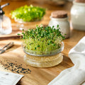 Microgreens Samen 'Bockshornklee' - 500 Biosamen