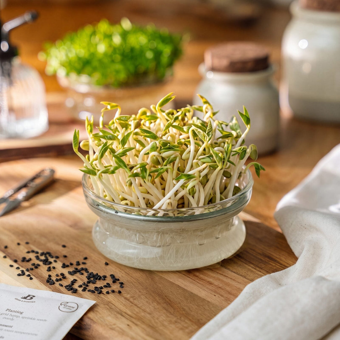 Microgreens Samen 'Bohnen' - 250 Biosamen