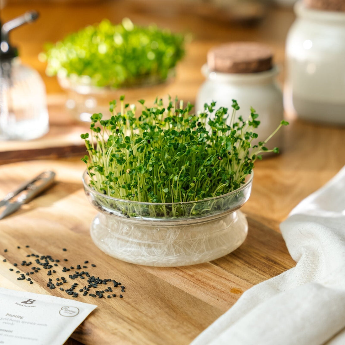 Microgreens Samen 'Brokkoli' - 4000 Biosamen