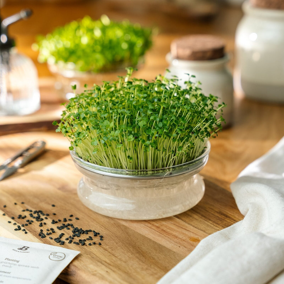 Microgreens Samen 'Brokkoli Rapa' - 7100 Biosamen