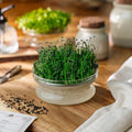 Microgreens Samen 'Chinesischer Schnittlauch' - 2400 Biosamen