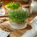 Microgreens Samen 'Dill' - 10500 Biosamen