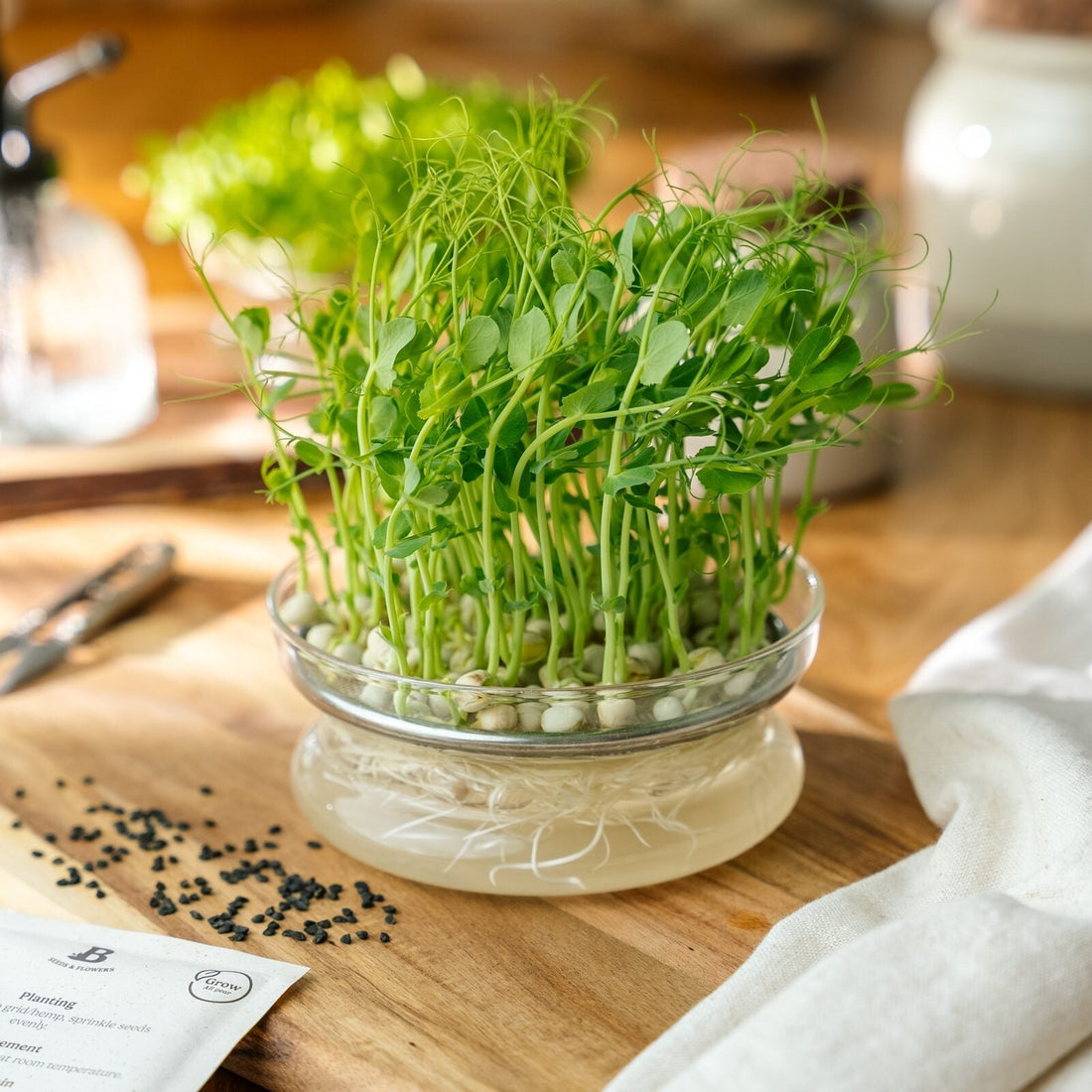 Microgreens Samen 'Erbsen' - 100 Biosamen