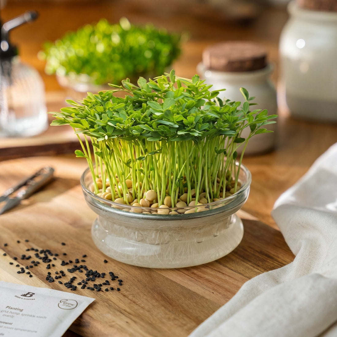 Microgreens Samen 'Grüne Linsen' - 500 Biosamen