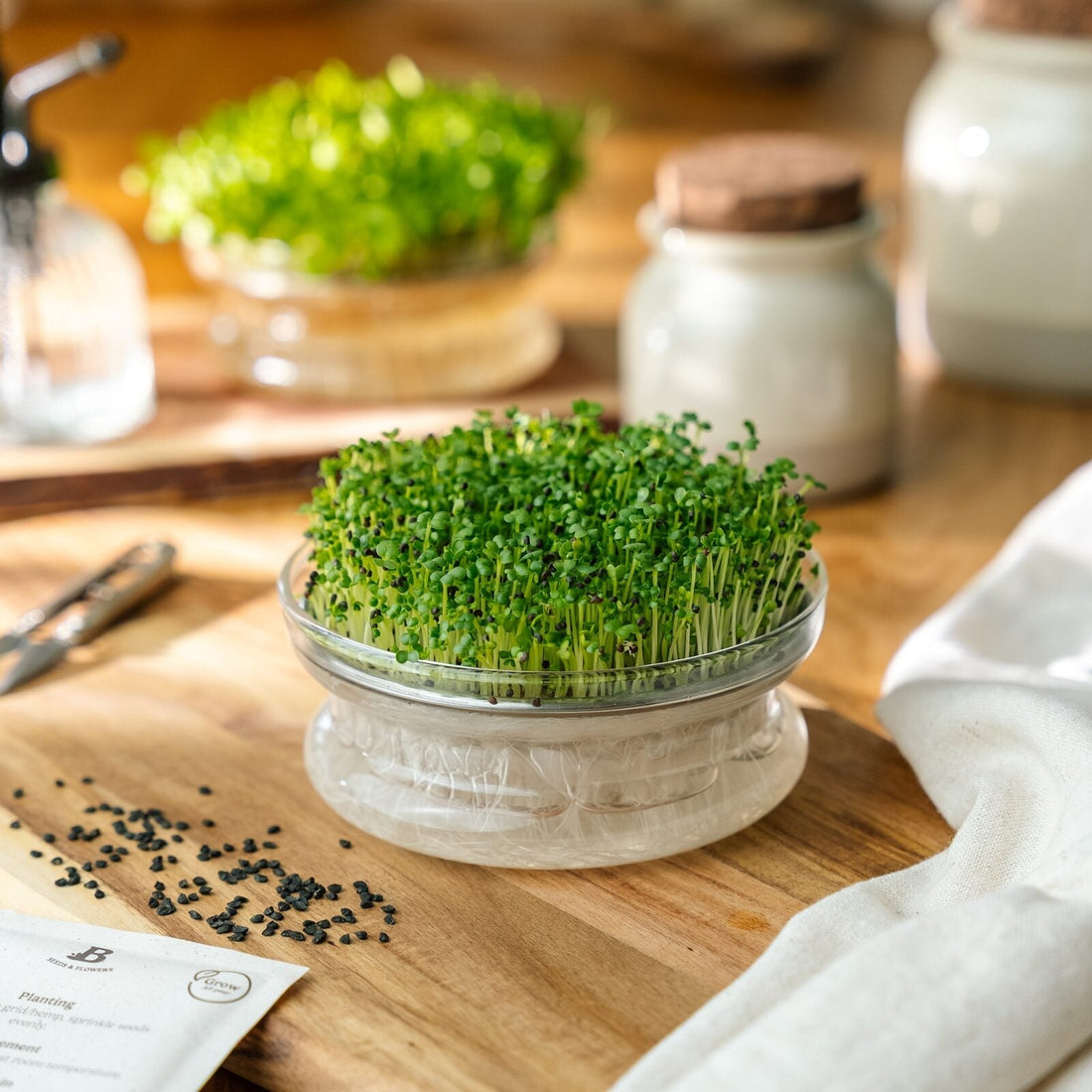 Microgreens Samen 'Grüner Pak Choi' - 6000 Biosamen