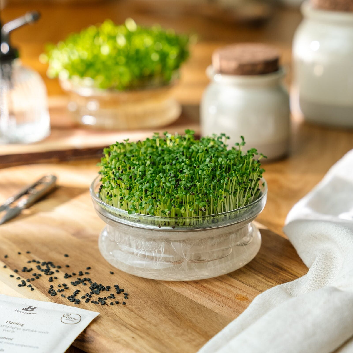 Microgreens Samen 'Grüner Pak Choi' - 6000 Biosamen