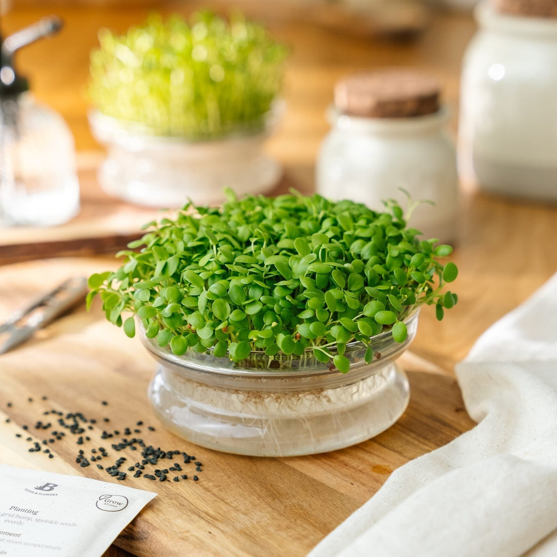 Microgreens Samen 'Inkarnatklee' - 2700 Biosamen