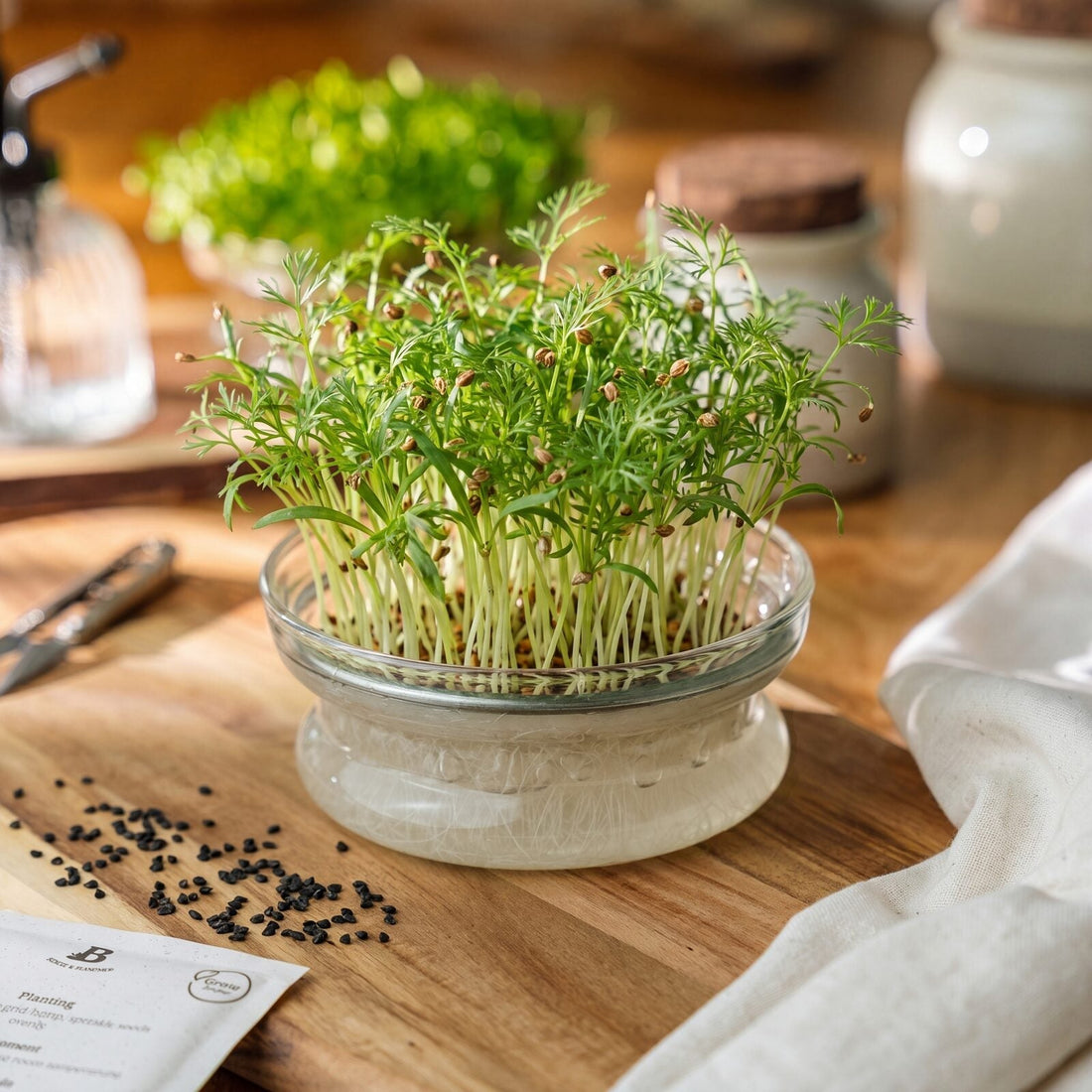 Microgreens Samen 'Karotten' - 13000 Biosamen