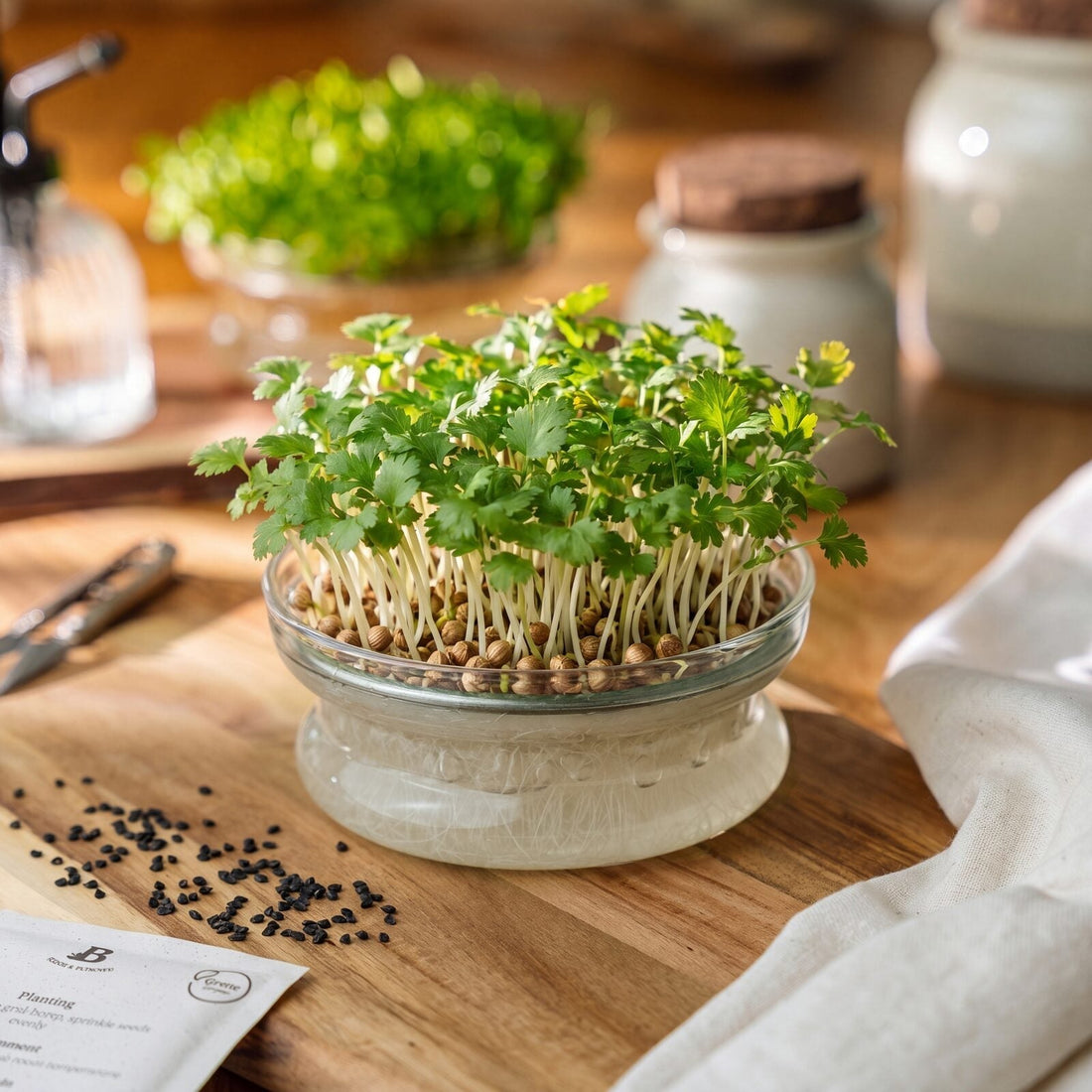 Microgreens Samen 'Koriander (ganz)' - 1300 Biosamen
