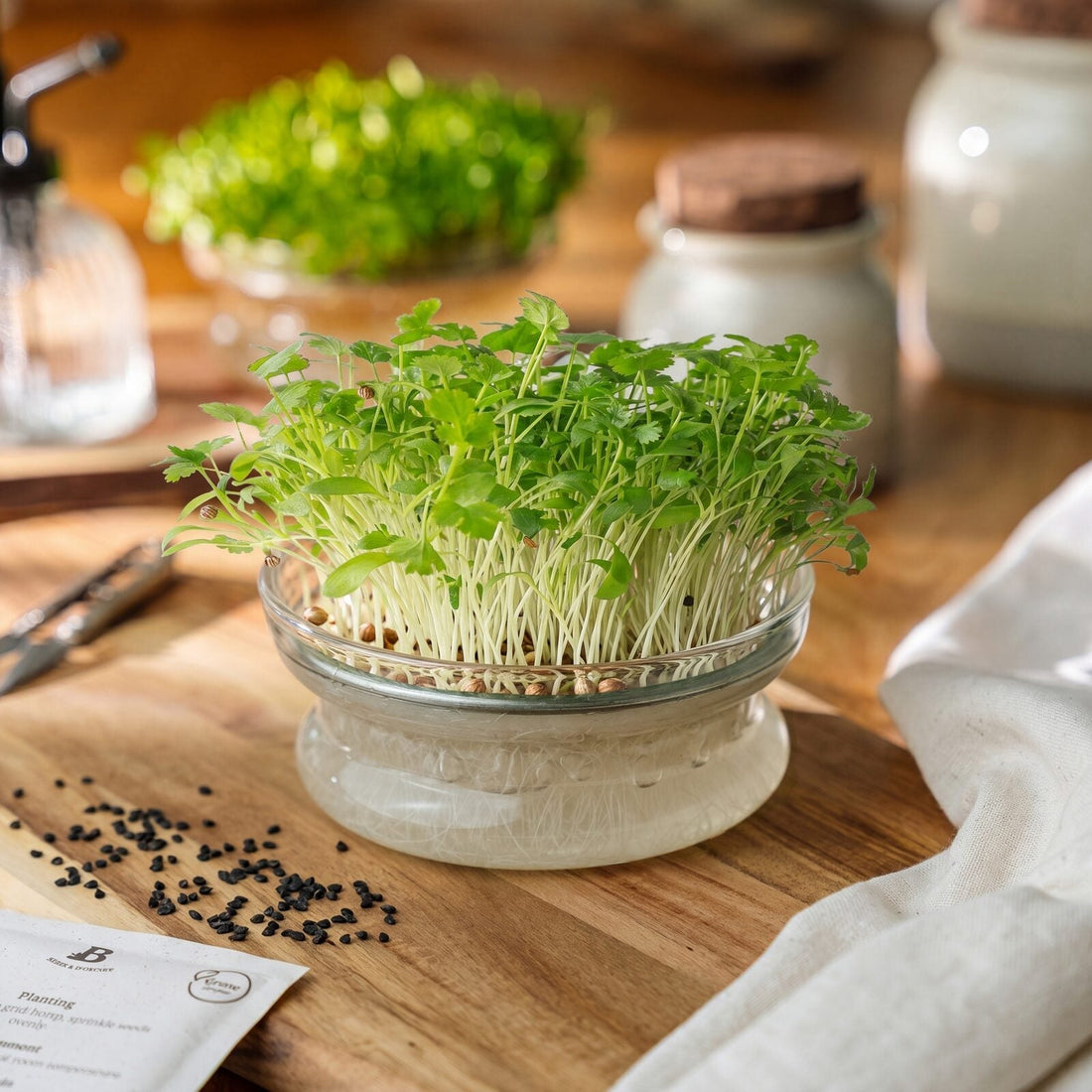 Microgreens Samen 'Koriander (gesplittet)' - 700 Biosamen