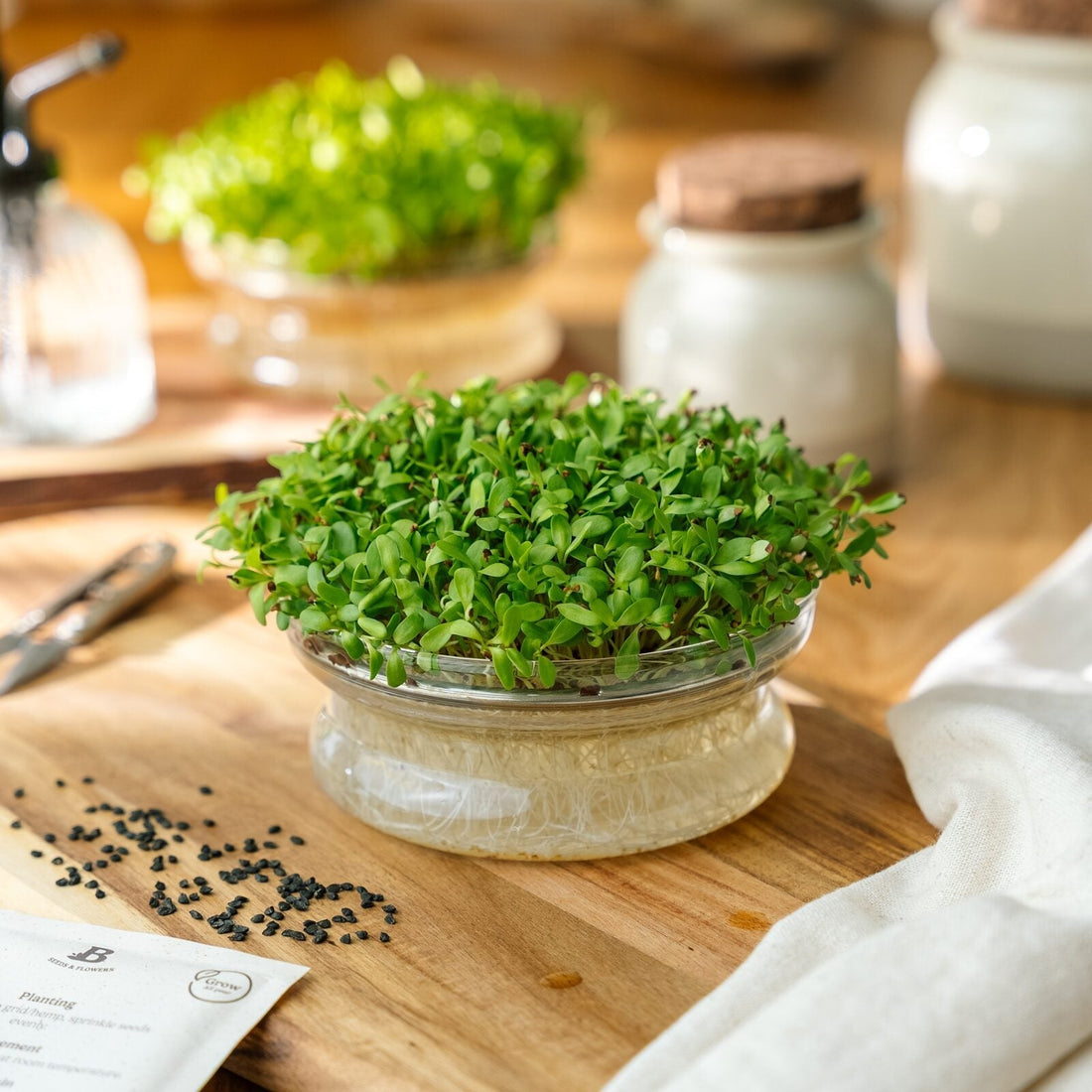 Microgreens Samen 'Luzerne' - 10000 Biosamen
