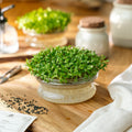 Microgreens Samen 'Luzerne' - 10000 Biosamen
