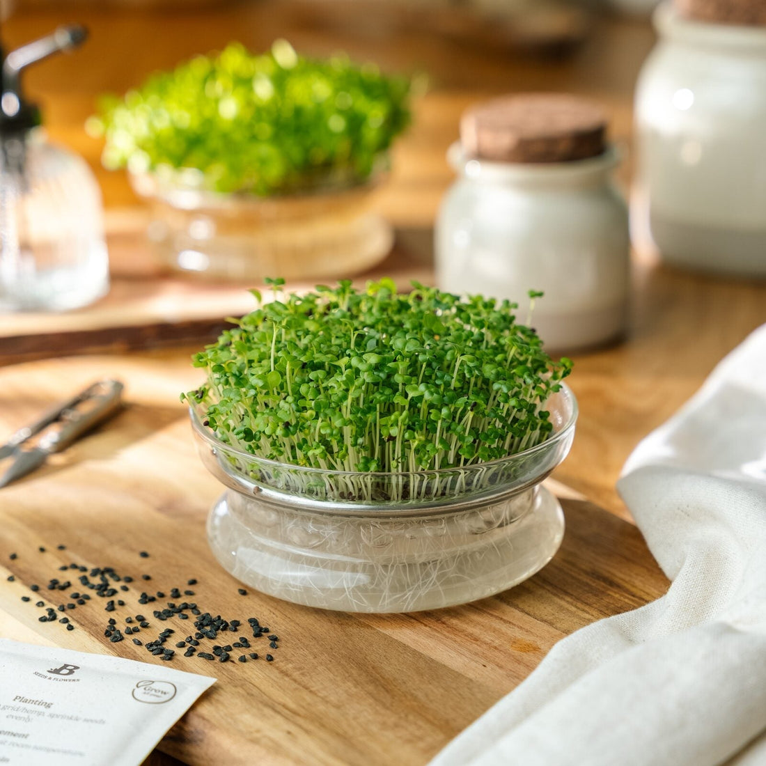 Microgreens Samen 'Mairüben' - 7000 Biosamen