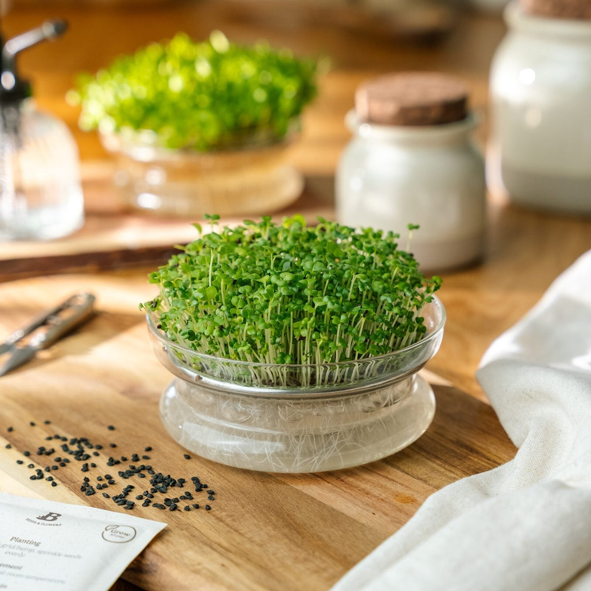 Microgreens Samen 'Mairüben' - 7000 Biosamen