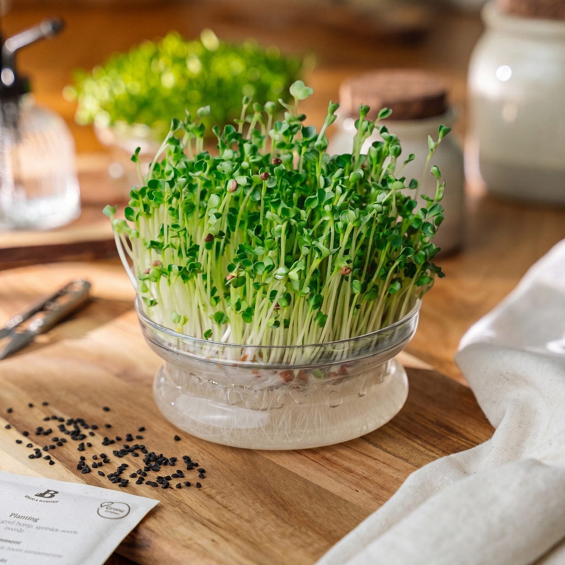 Microgreens Samen 'Radieschen' - 800 Biosamen