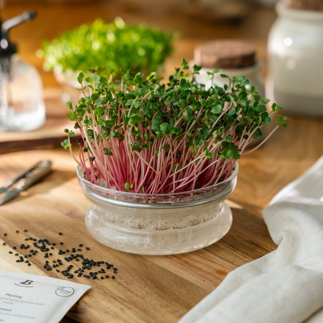Microgreens Samen 'Radieschen Red Coral' - 1600 Biosamen