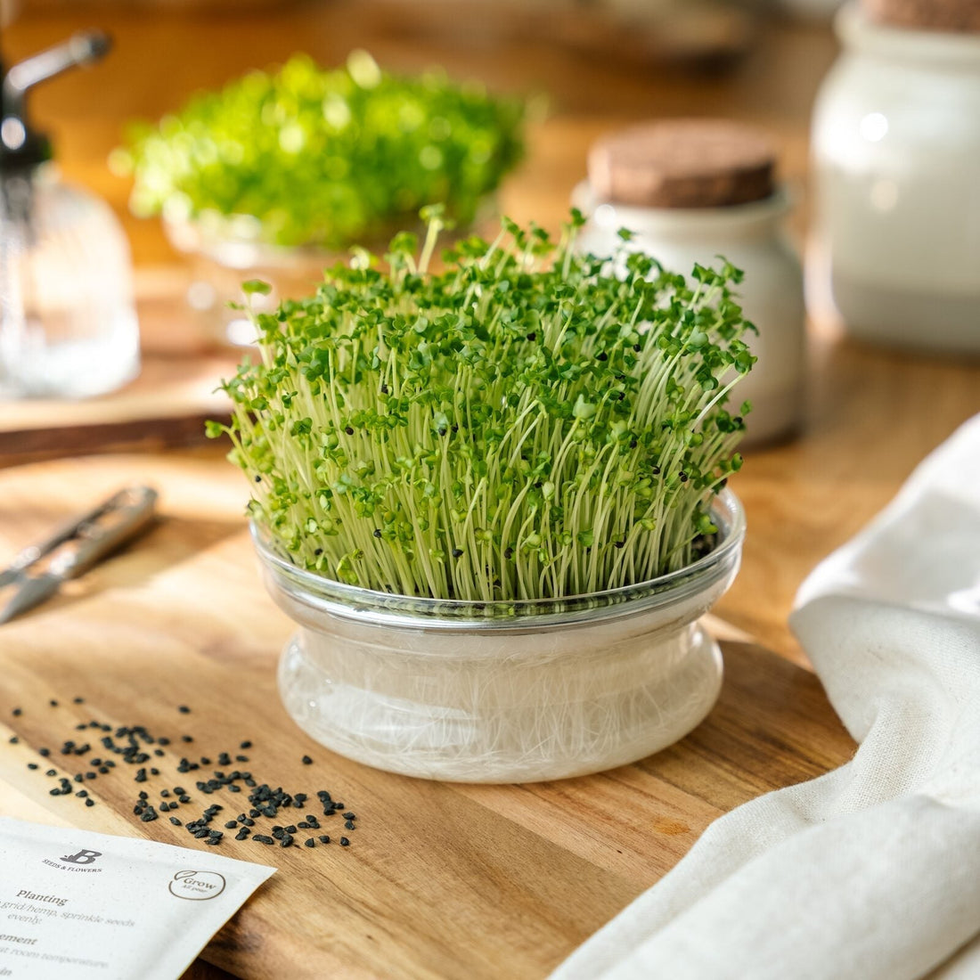 Microgreens Samen 'Raps' - 3900 Biosamen