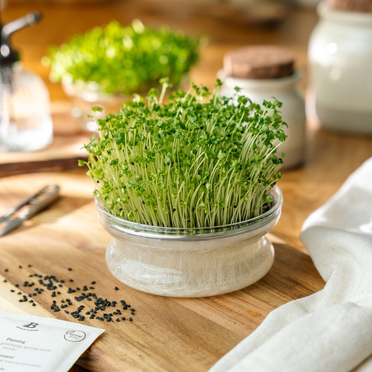 Microgreens Samen 'Raps' - 3900 Biosamen