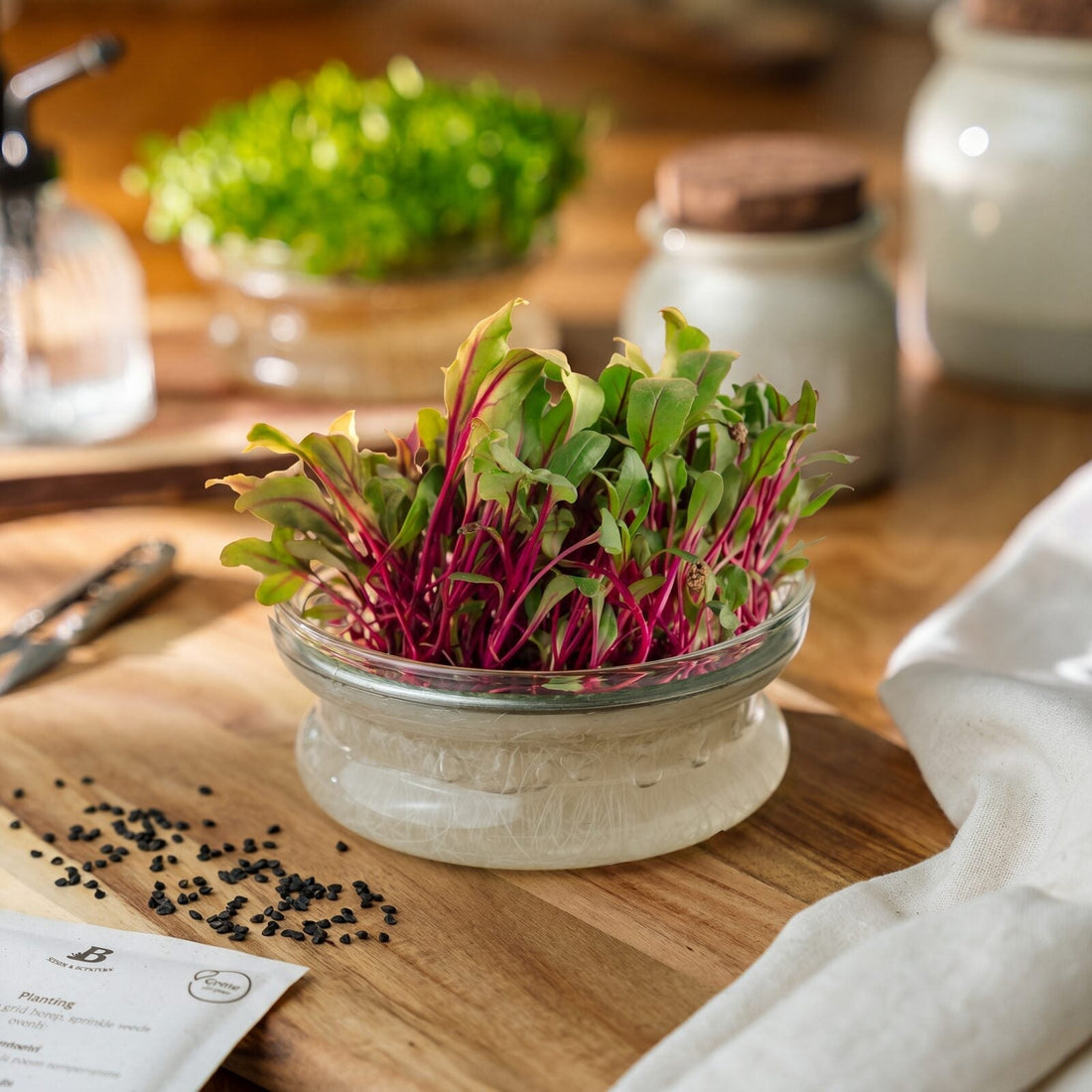 Microgreens Samen 'Rote Bete' - 1600 Biosamen