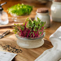 Microgreens Samen 'Rote Bete' - 1600 Biosamen