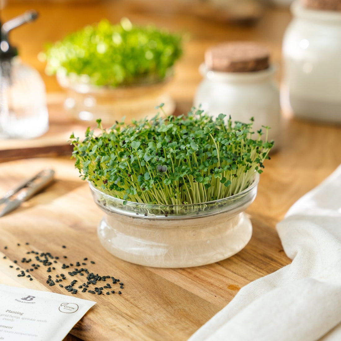 Microgreens Samen 'Rote Komatsuna' - 7100 Biosamen
