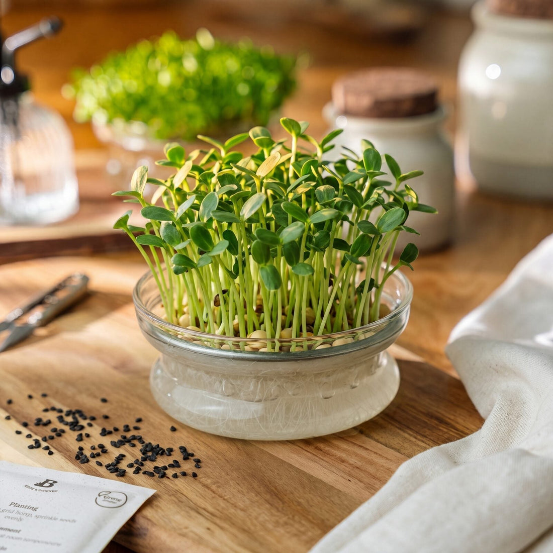 Microgreens Samen 'Rote Linsen' - 500 Biosamen
