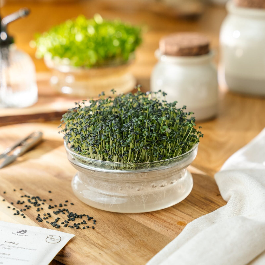 Microgreens Samen 'Rote Mizuna' - 9300 Biosamen