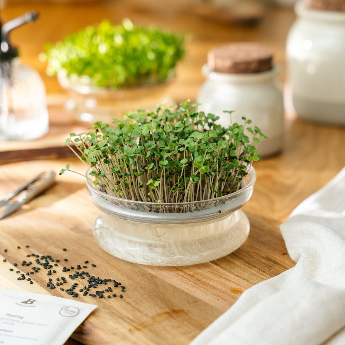 Microgreens Samen 'Roter Grünkohl' - 5000 Biosamen