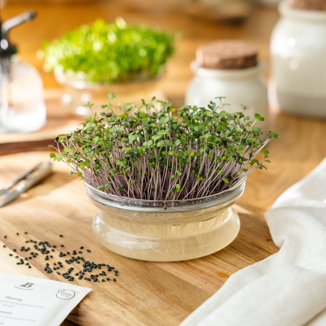 Microgreens Samen 'Rotkohl' - 4000 Biosamen