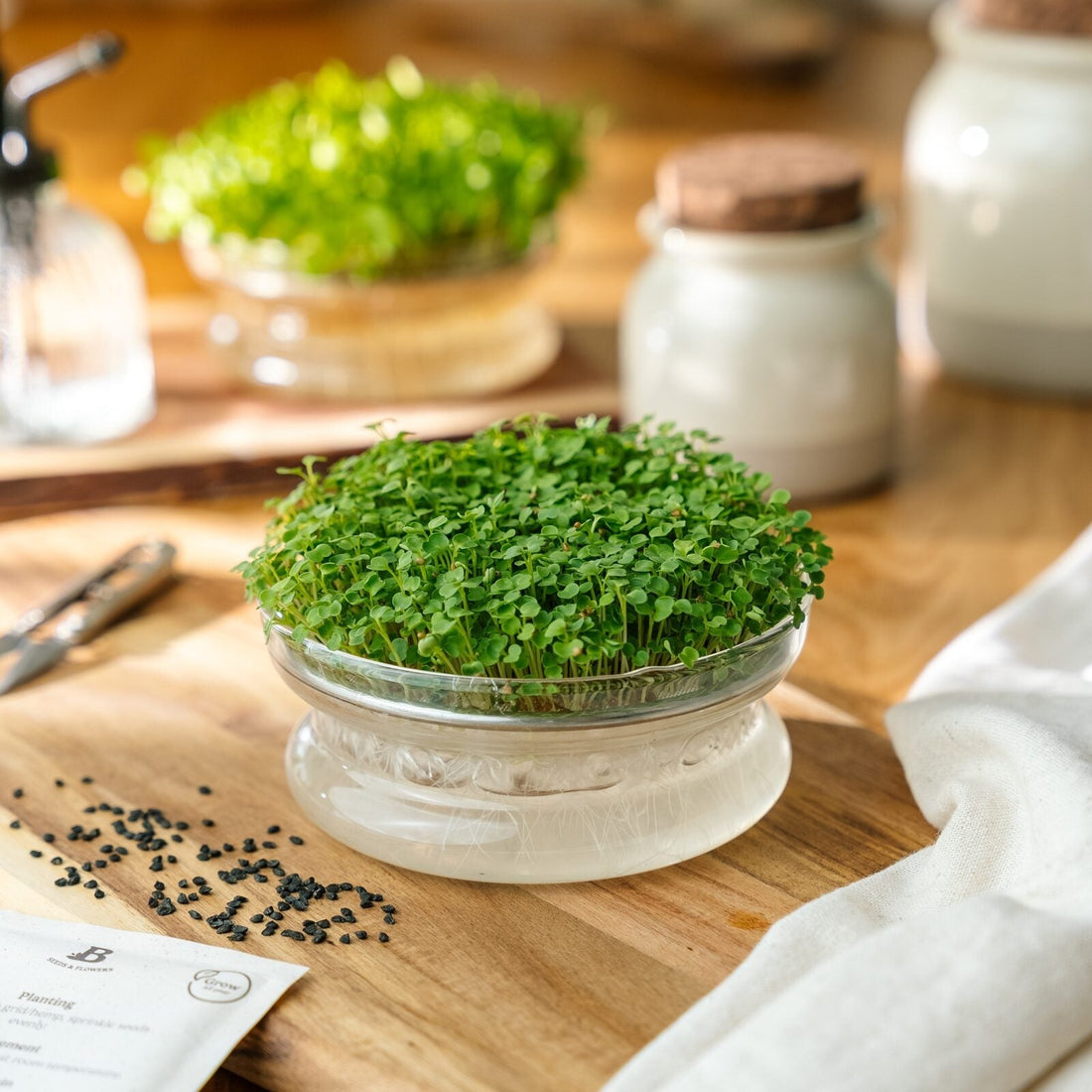 Microgreens Samen 'Rucola' - 10000 Biosamen