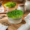 Microgreens Samen 'Schwarzer Palmkohl' - 5100 Biosamen