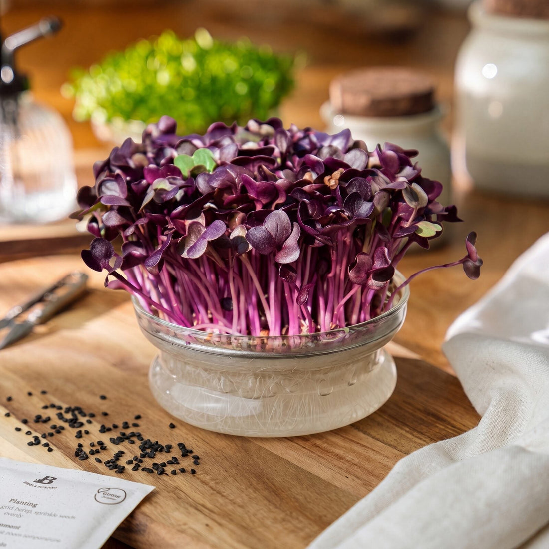 Microgreens Samen 'Schwarzer Rettich' - 1100 Biosamen