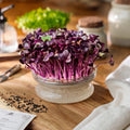Microgreens Samen 'Schwarzer Rettich' - 1100 Biosamen