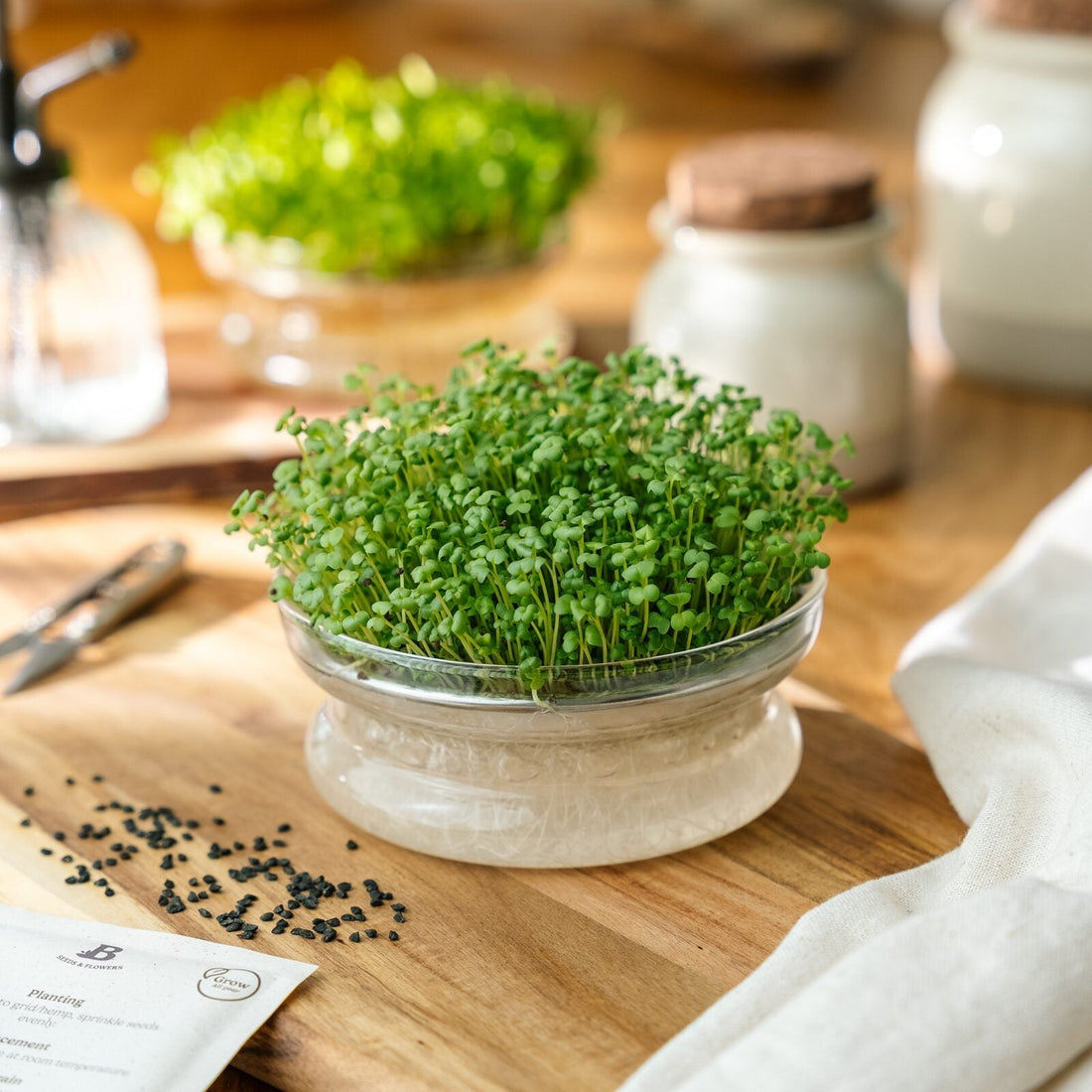 Microgreens Samen 'Schwarzer Senf' - 6800 Biosamen