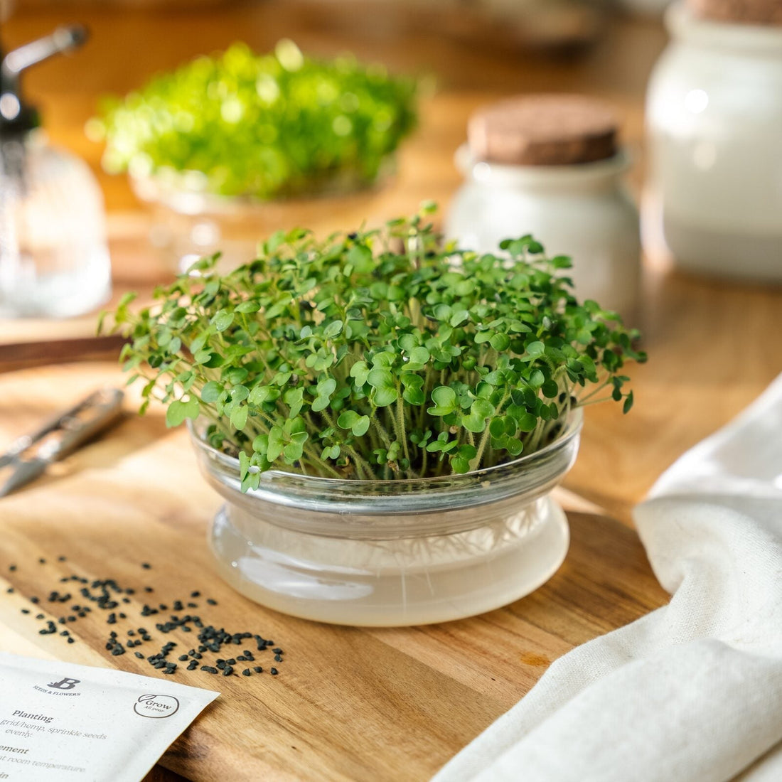 Microgreens Samen 'Senf' - 3000 Biosamen