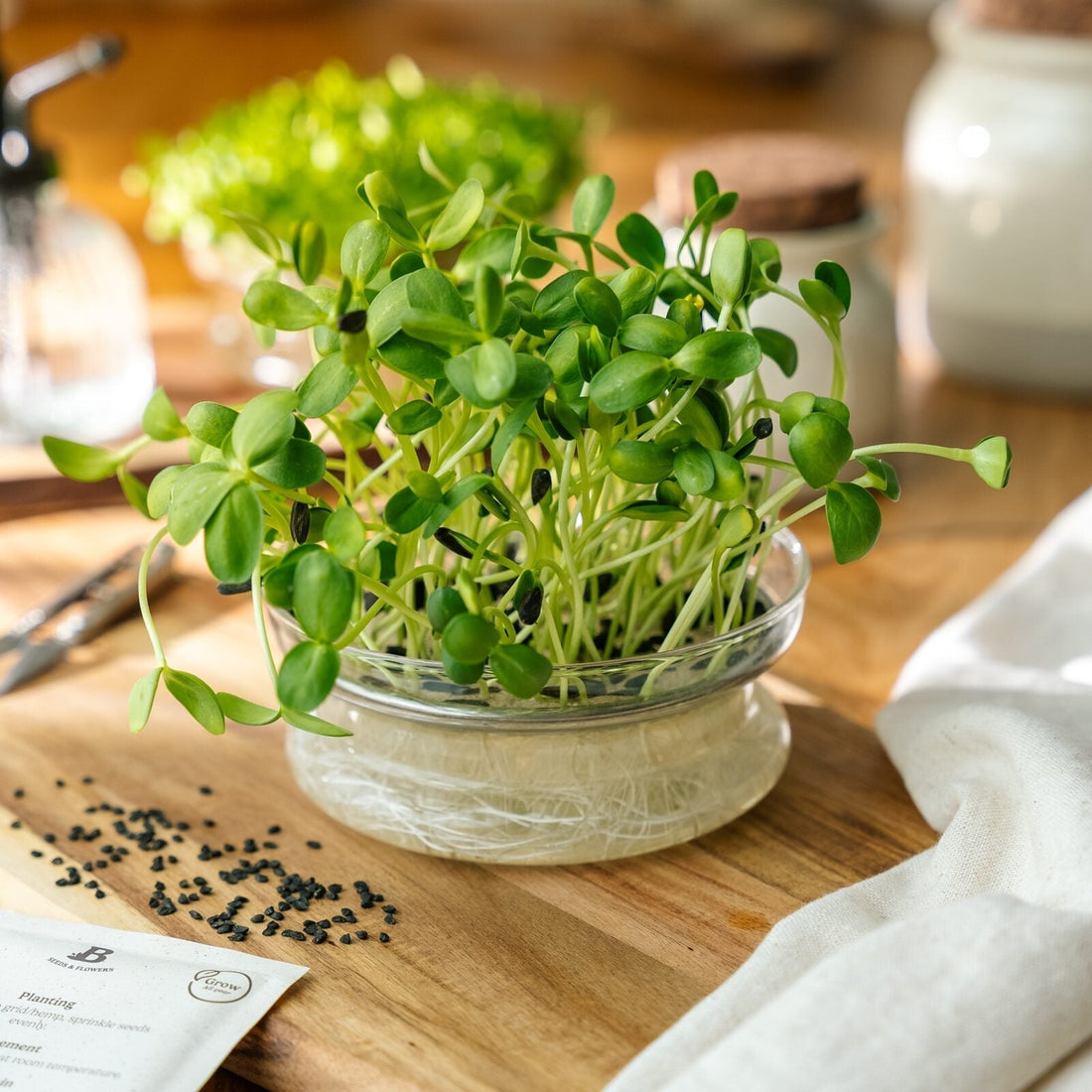 Microgreens Samen 'Sonnenblumen' - 100 Biosamen