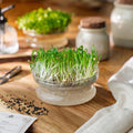 Microgreens Samen 'Spinat' - 1200 Biosamen