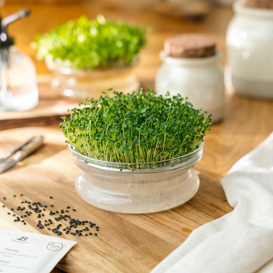 Microgreens Samen 'Tatsoi' - 6500 Biosamen