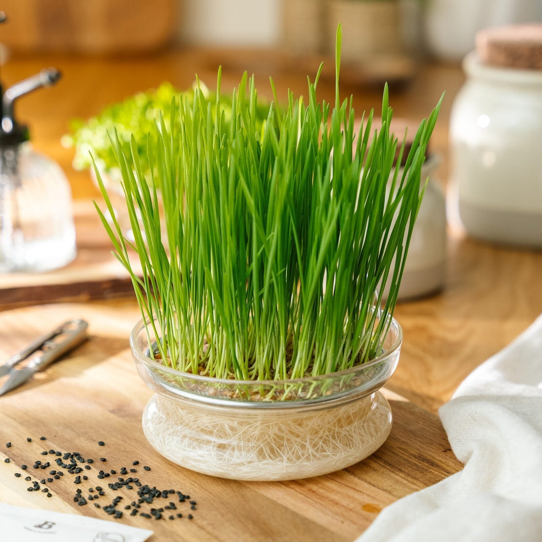 Microgreens Samen 'Weizen' - 400 Biosamen