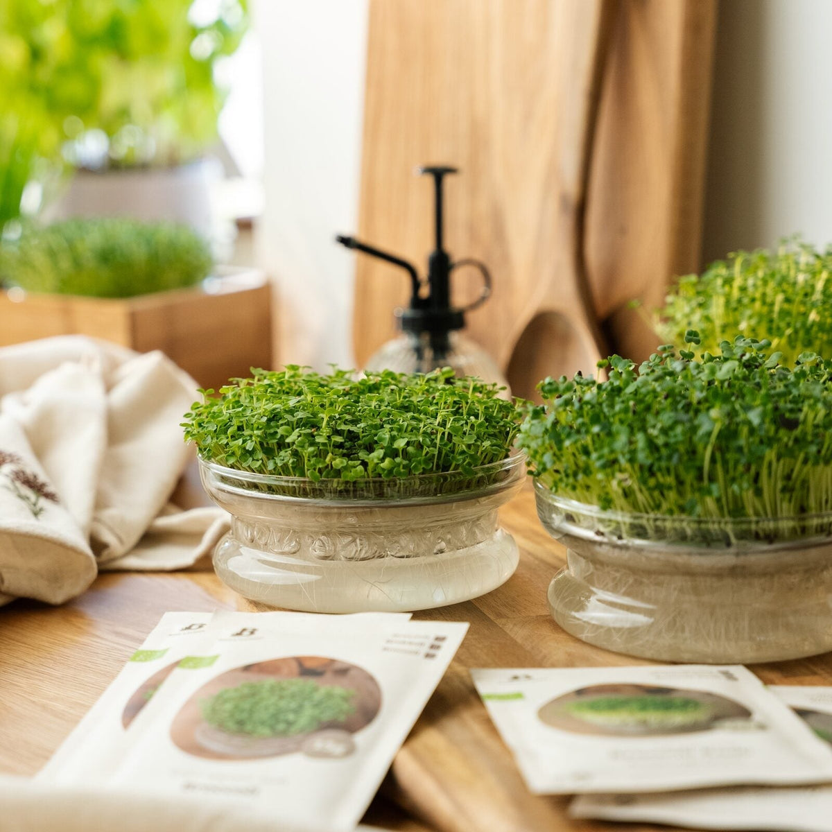 Mikrogrün-Wettkampfkit mit Keimschale - 4 Tüten Bio-Samen