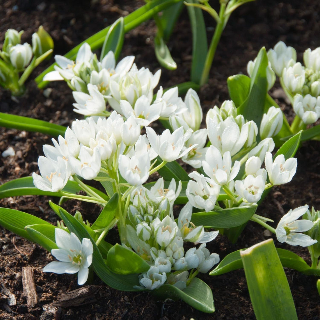 Milchstern, Ornithogalum 'Oligophyllum'