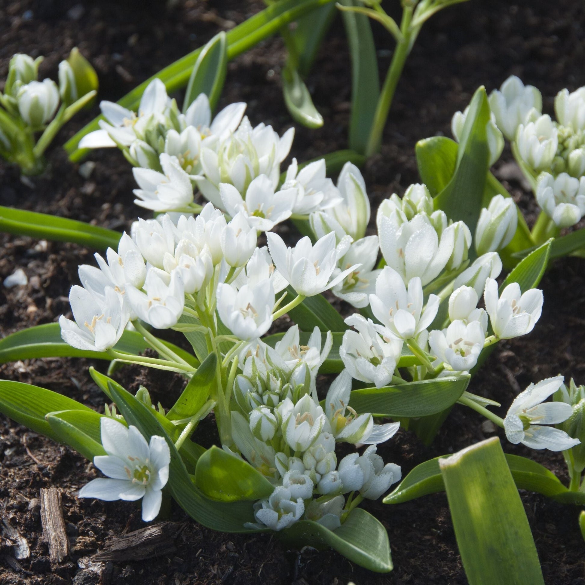 Milchstern, Ornithogalum 'Oligophyllum'