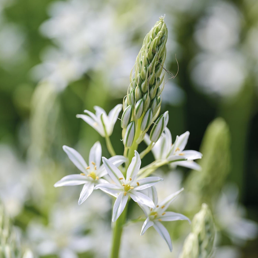 Milchstern, Ornithogalum 'Sochi'