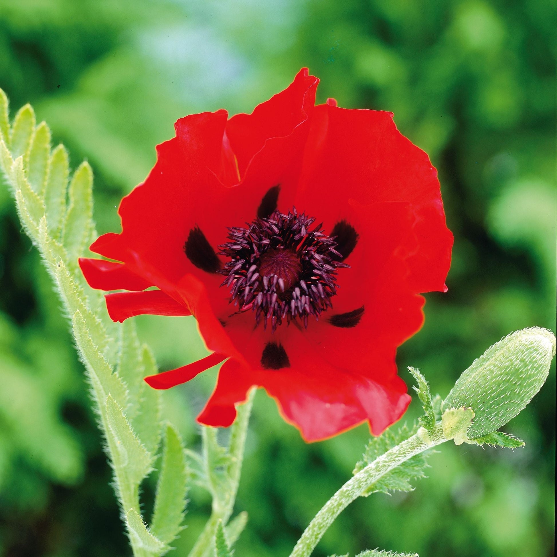 Mohn, Papaver 'Beauty of Livermere'
