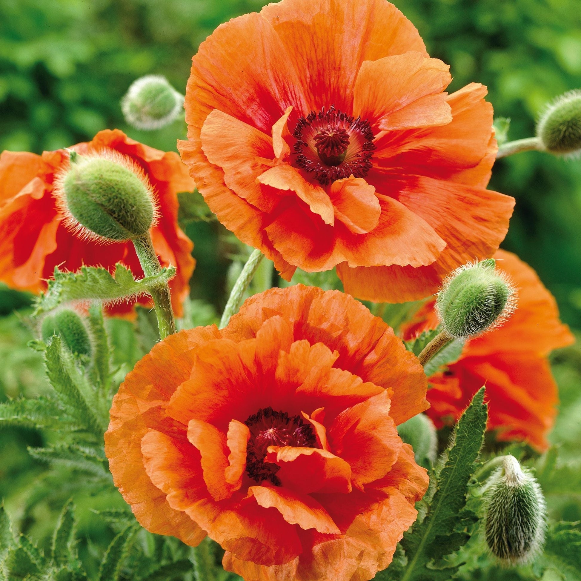 Mohn, Papaver 'Harvest Moon'